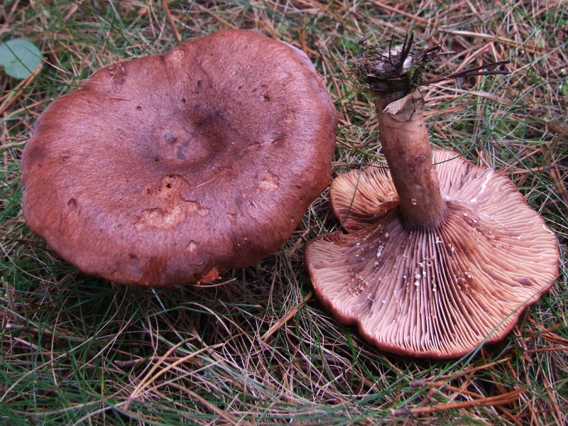 champignon camphrier