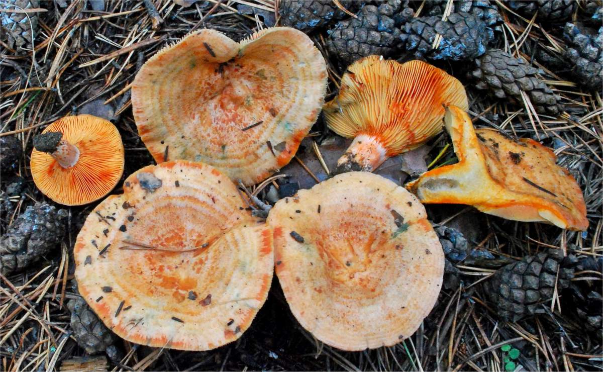Pfifferlinge