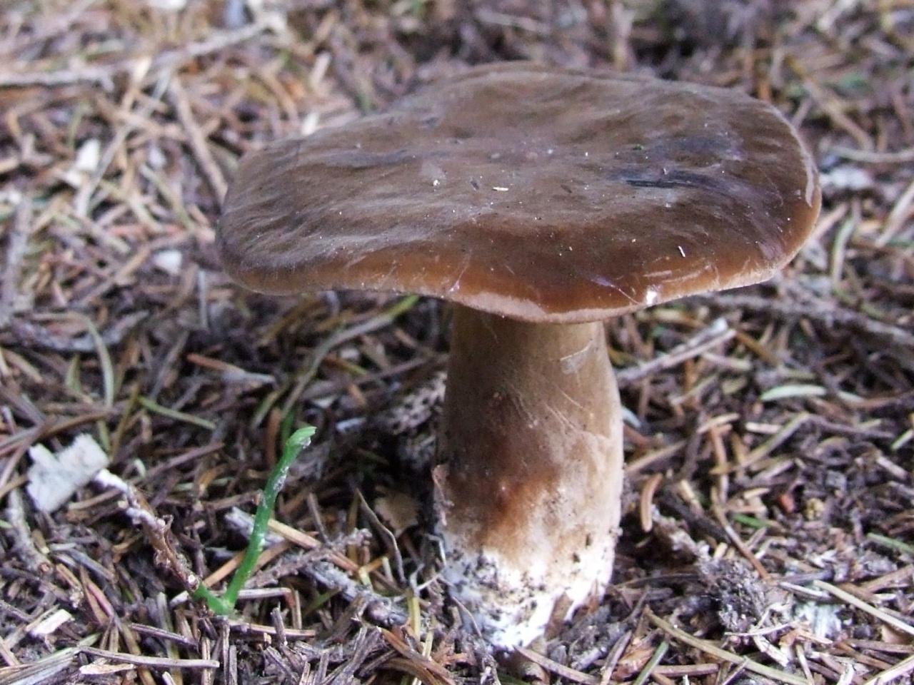 Harziger schwarzer Milchling