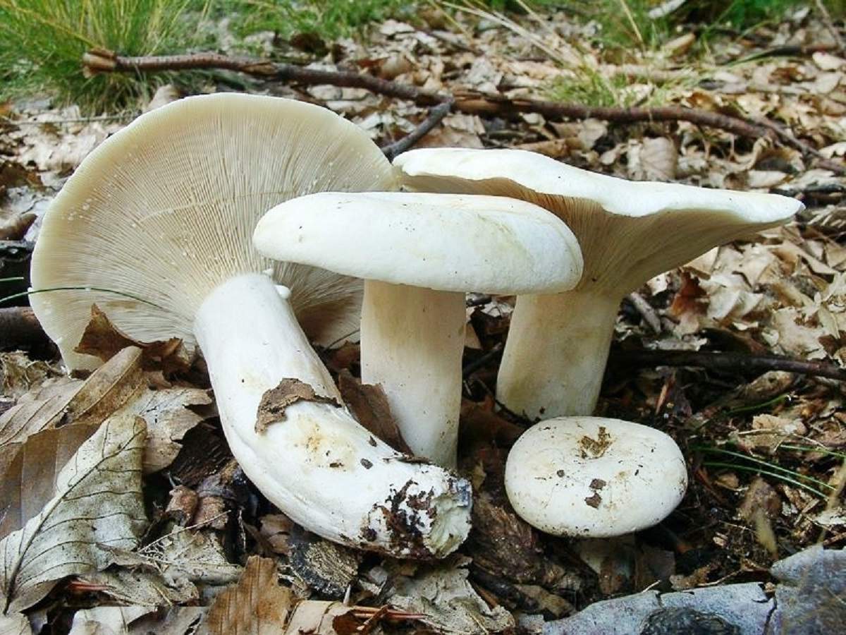 Pfeffermilchpilz