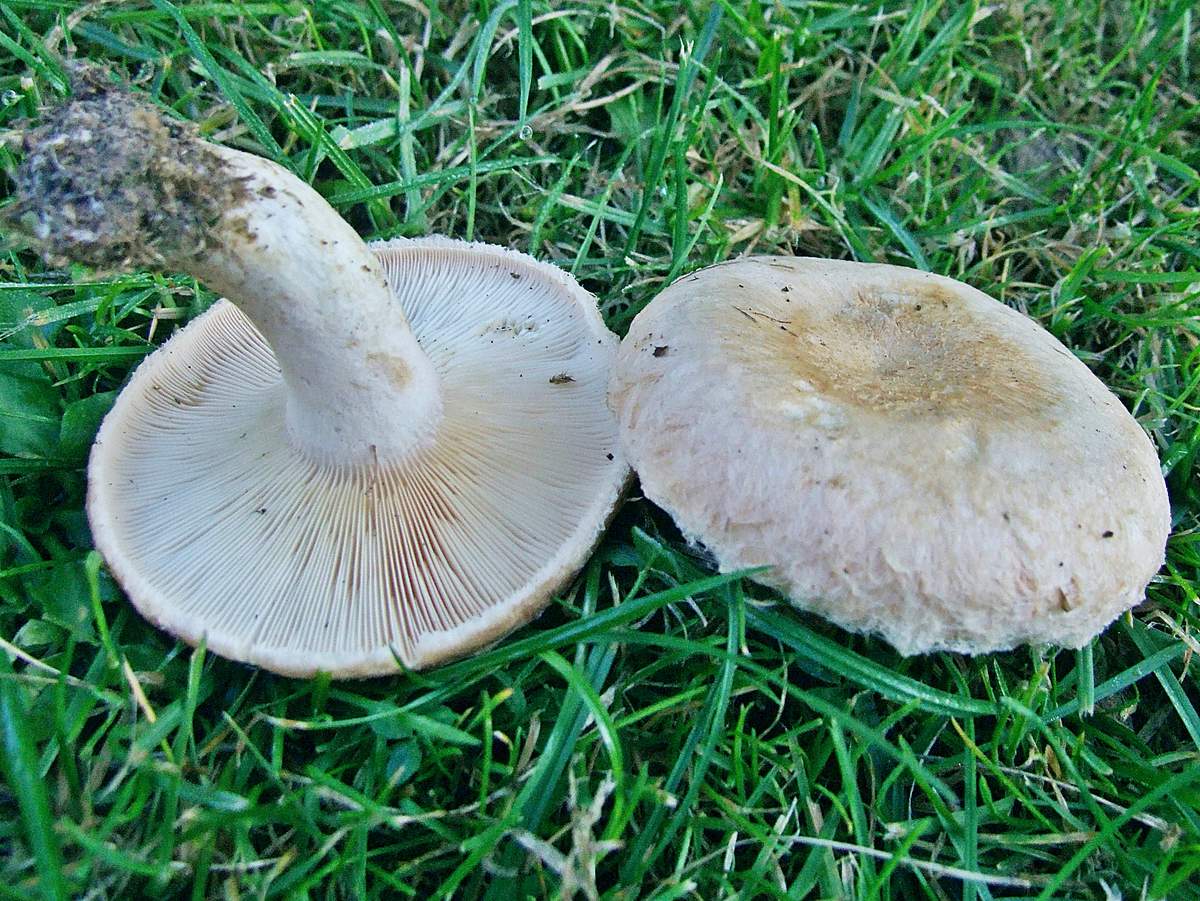 Papillon blanc