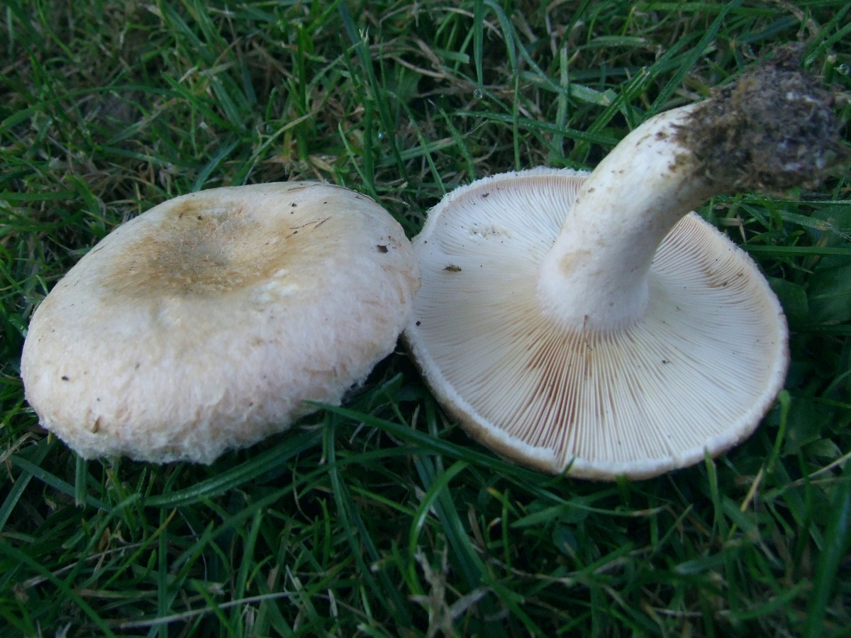 Papillon blanc