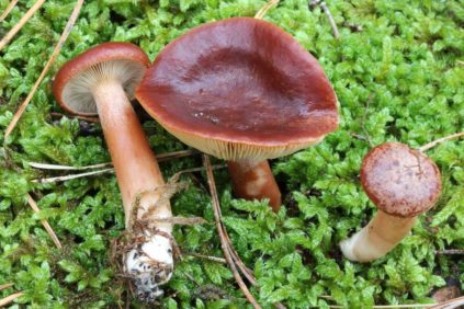 Agrodolce