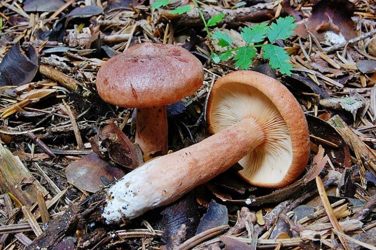 Bittermilchpilz