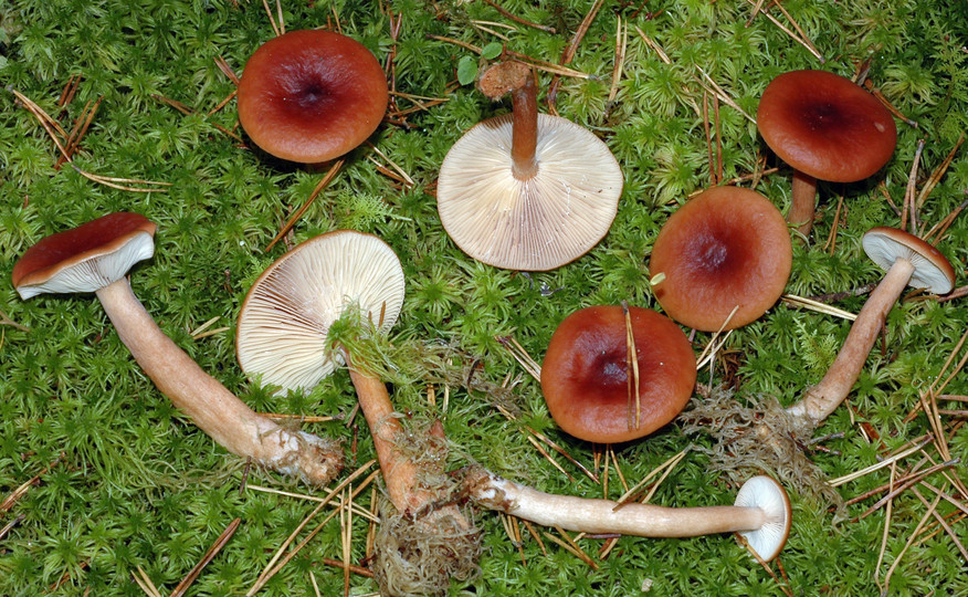 Cappello di latte di palude