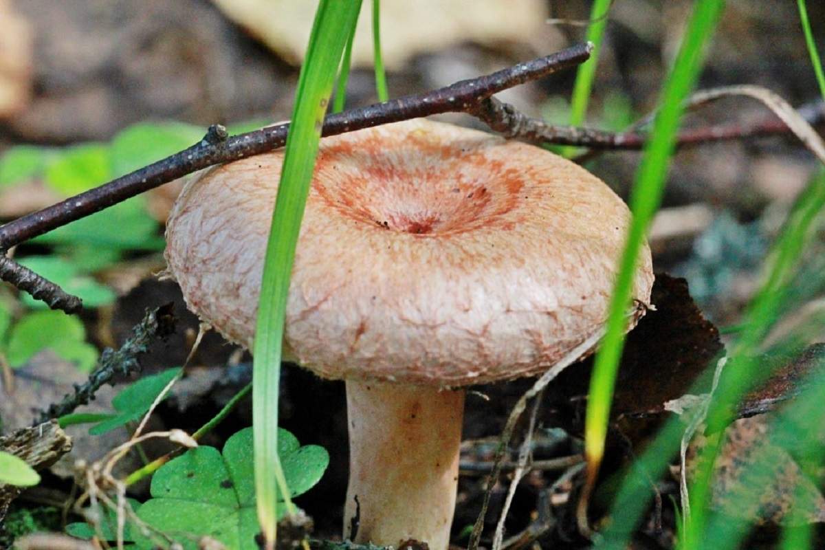 Volnushka rose