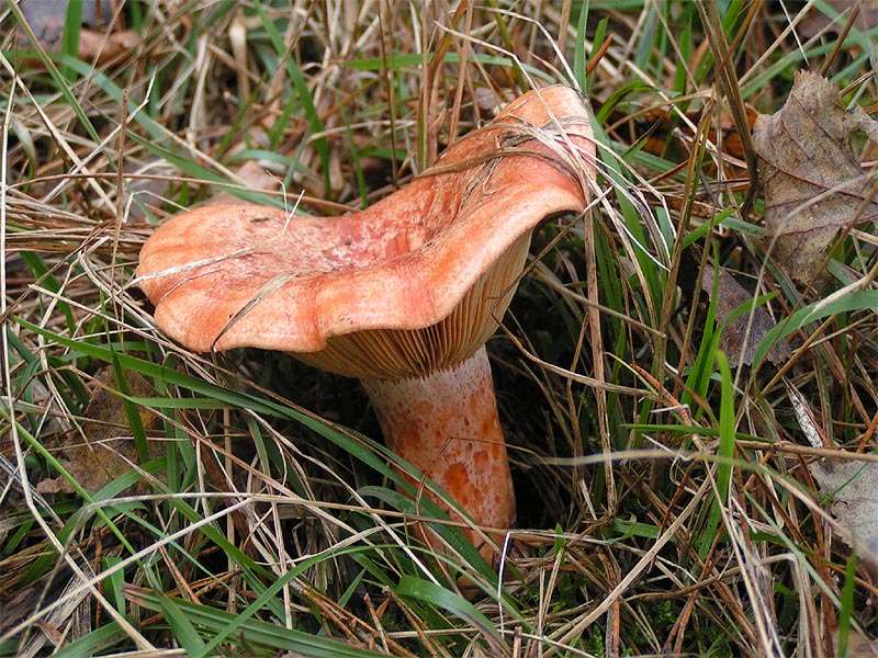 Finferli
