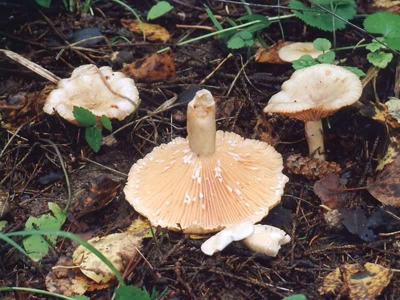 Mulet gris eurasien Lactarius flexuosus