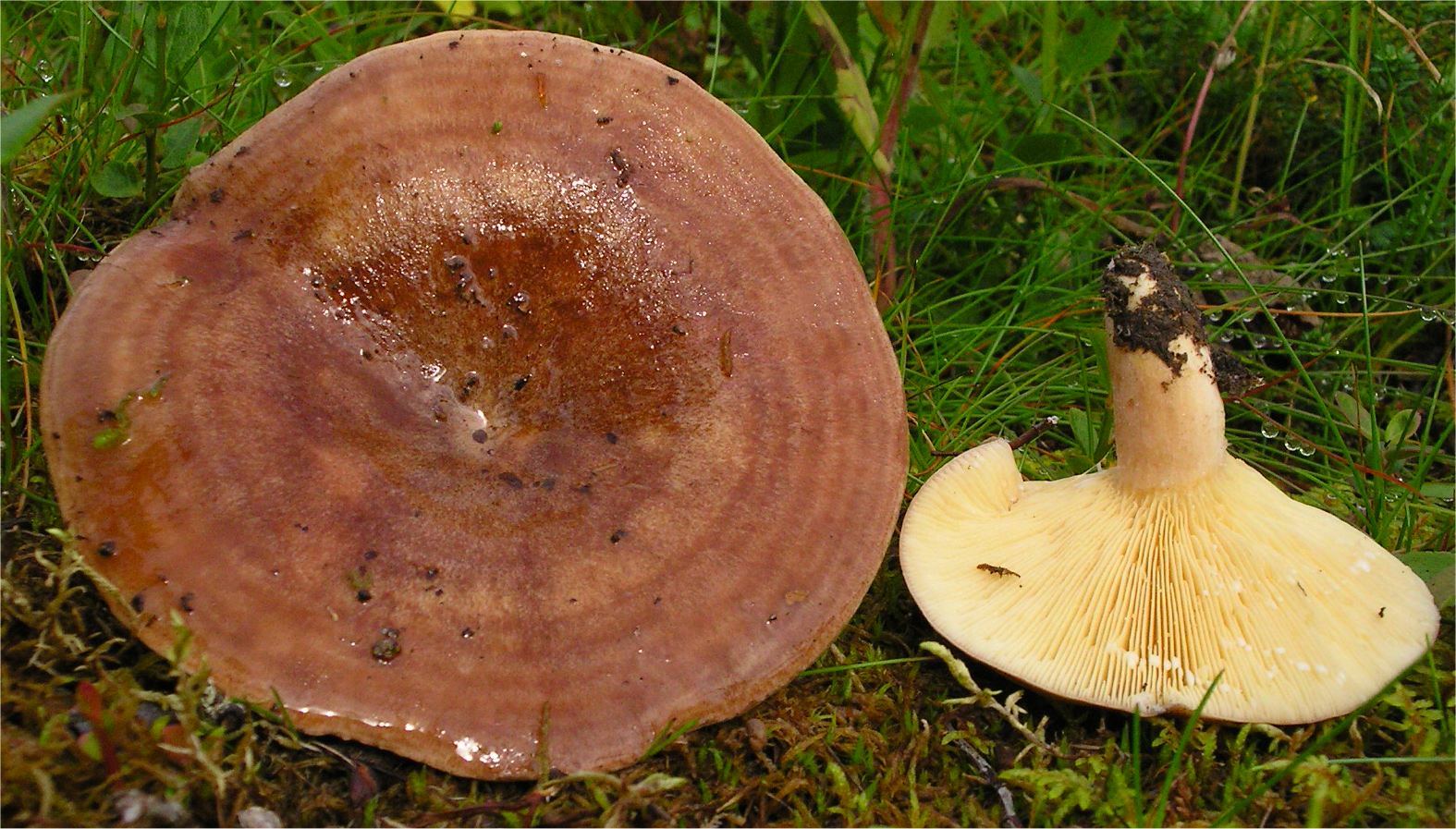 Seidenpflanze Hygrophorus