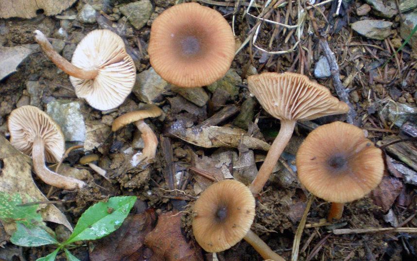 Dunkle Milchblume