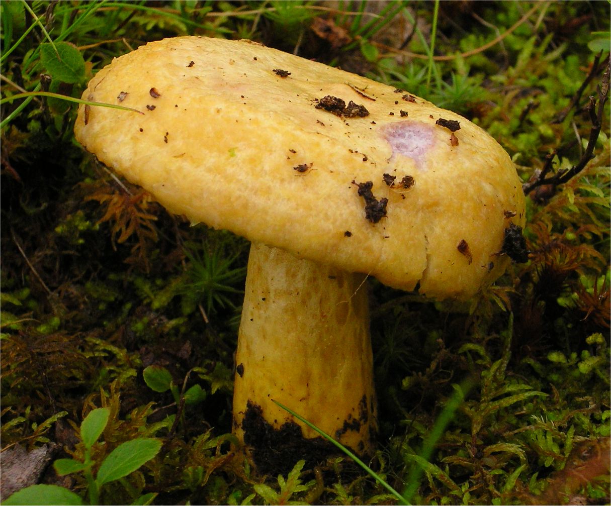 Blauer Milchpilz