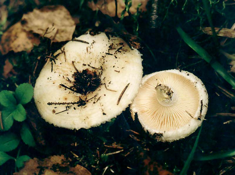 Funghi del latte