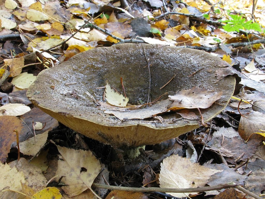 Schwarzer Milchpilz