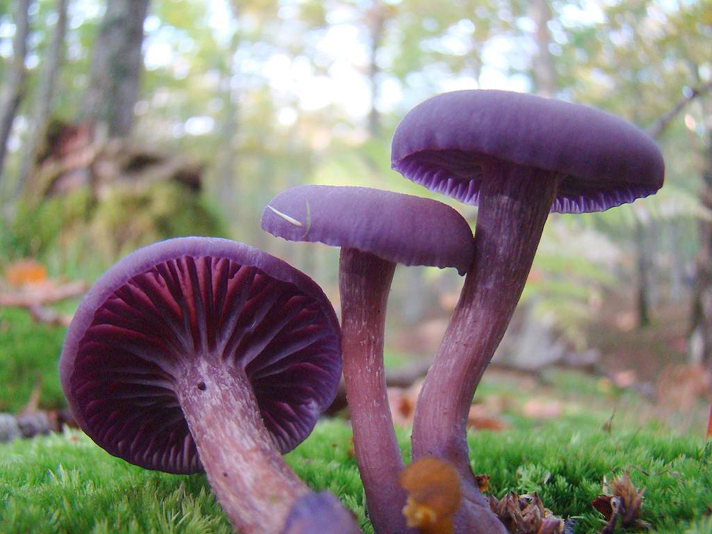 Vernis améthyste