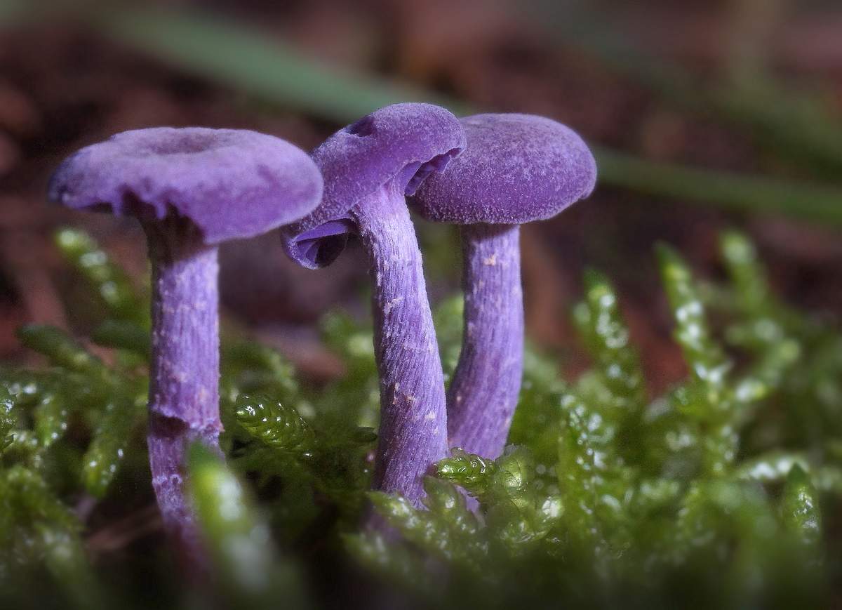 Vernis améthyste
