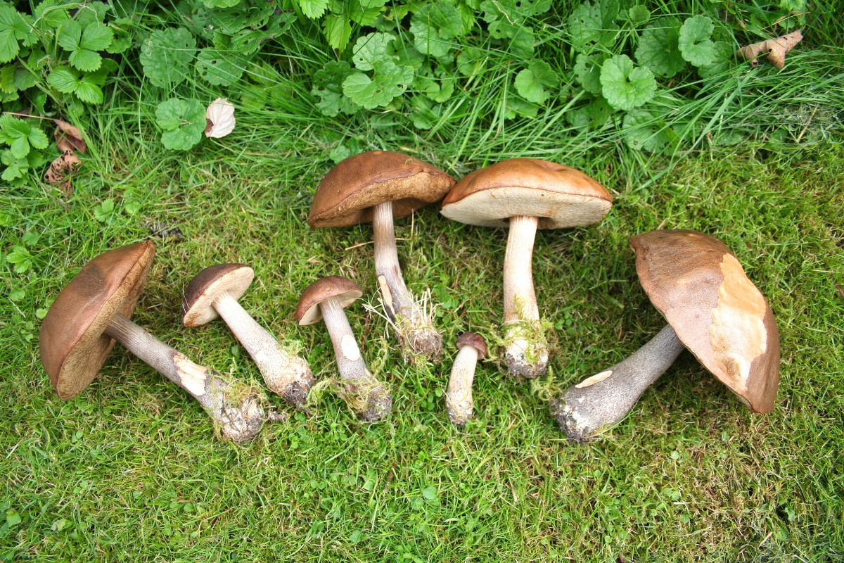 bolet de bouleau