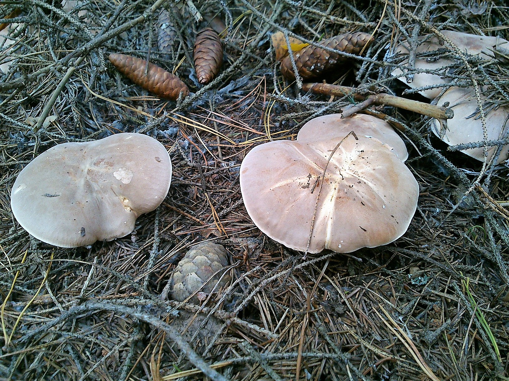 Cochon blanc