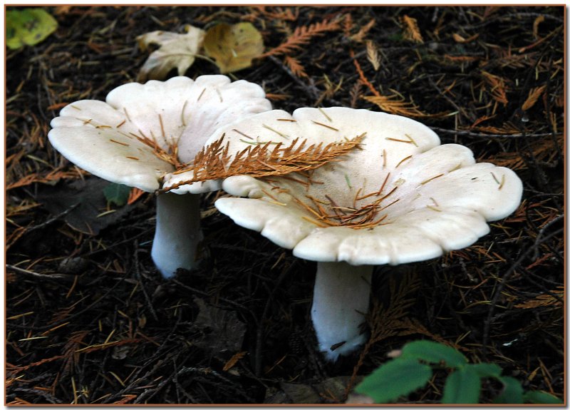 Cochon blanc géant