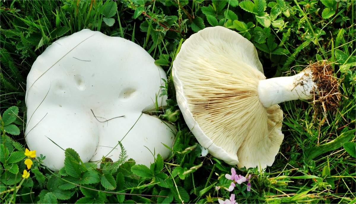 Cochon blanc