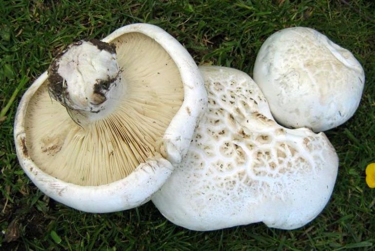 Cochon blanc