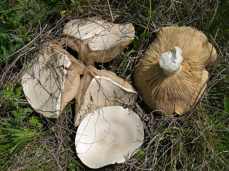 Cochon blanc