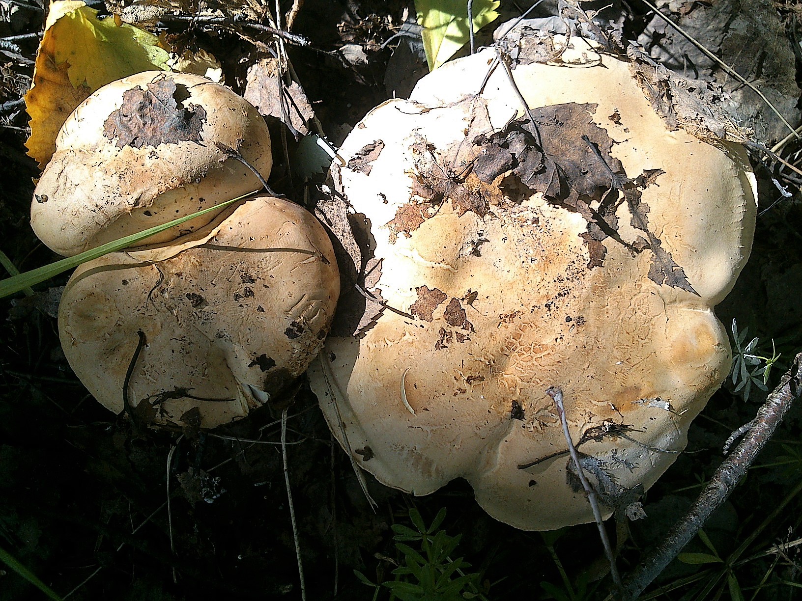 Cochon blanc