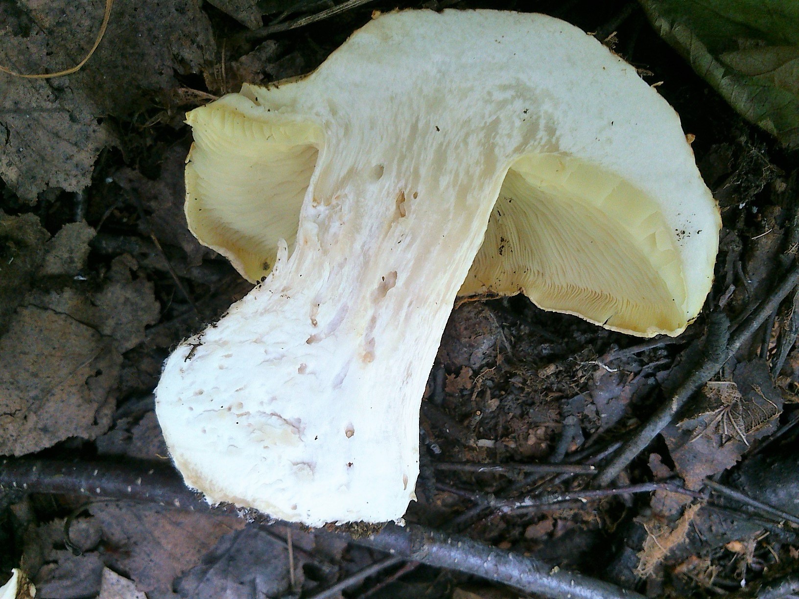 Cochon blanc