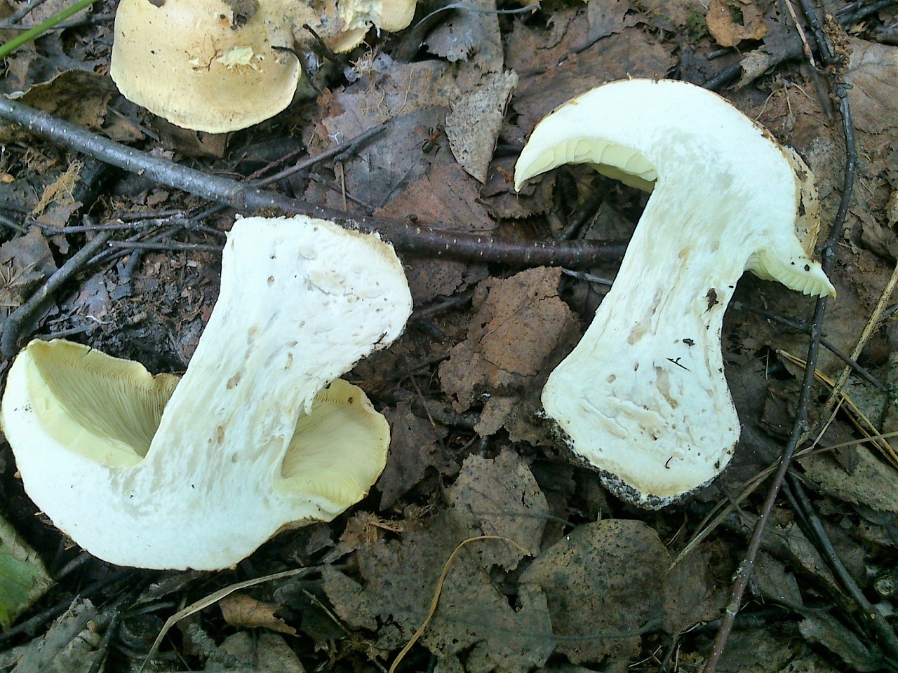 Cochon blanc