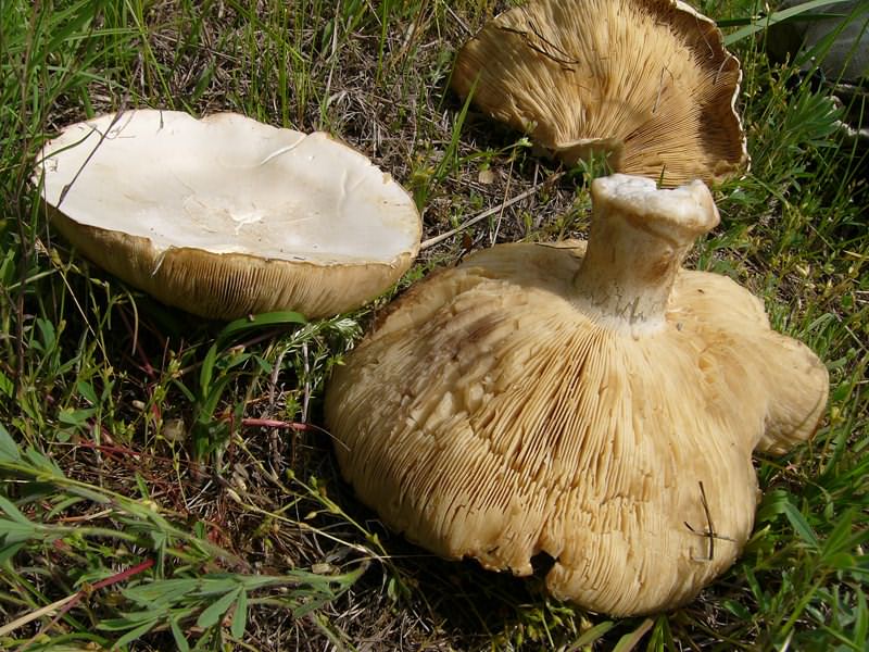 Cochon blanc
