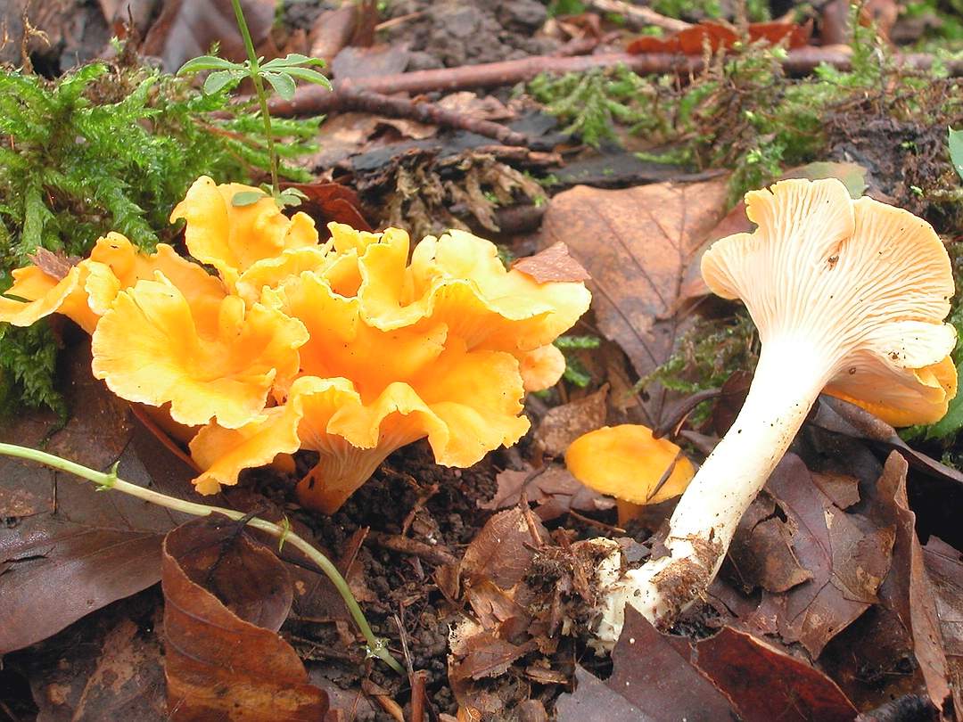 Pfifferlinge