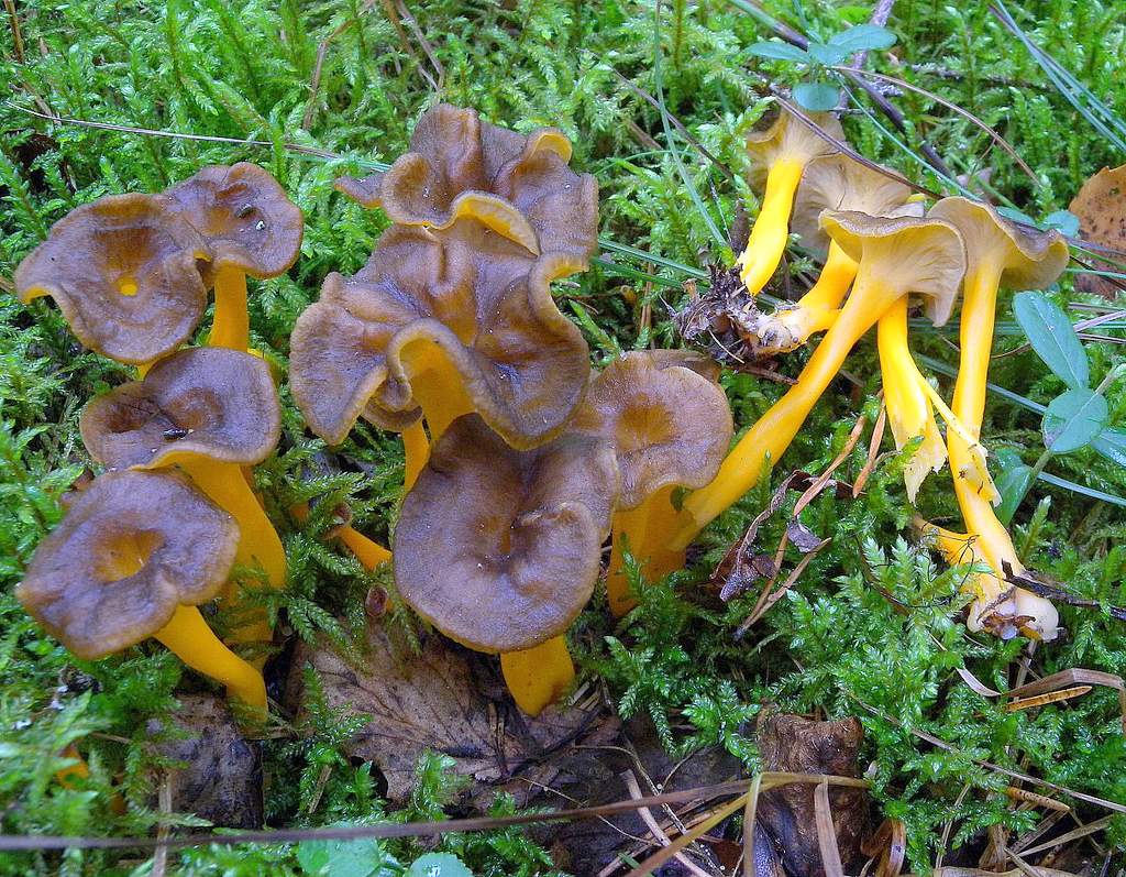 Pfifferlinge