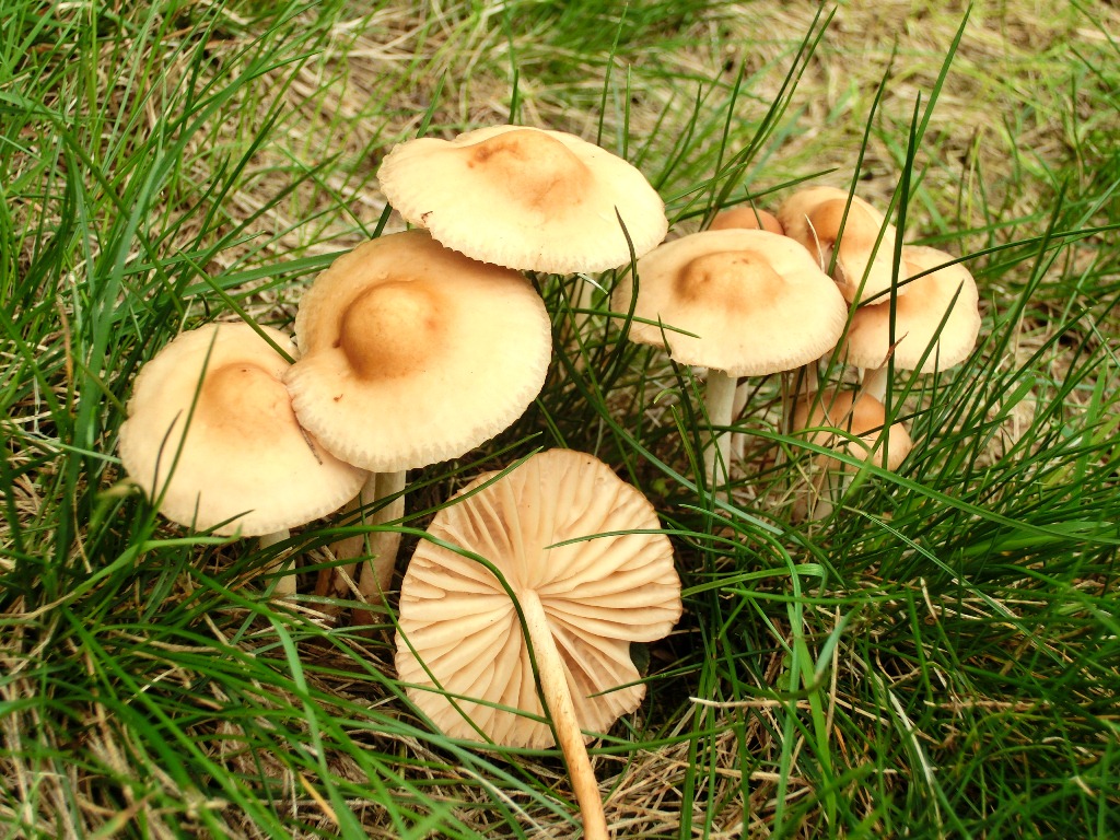 champignon miel de prairie