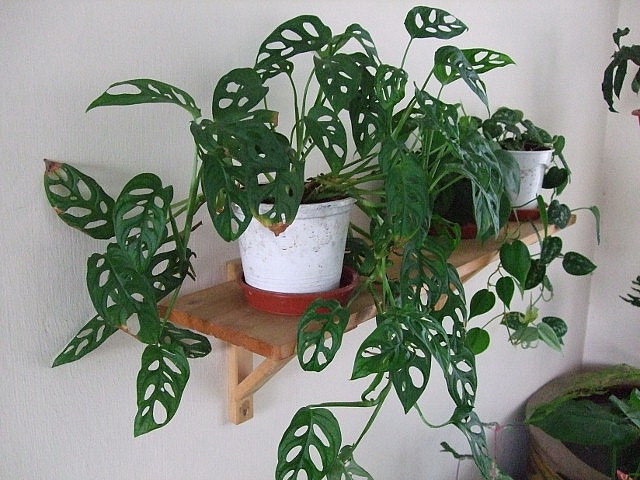 Monstera