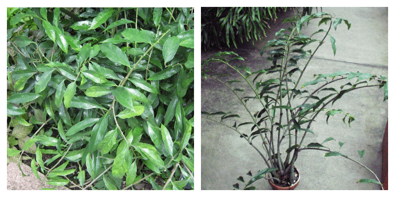 Zamioculcas lanceolata