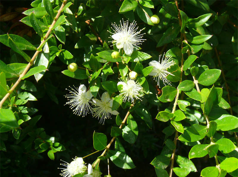 Myrtus Communis