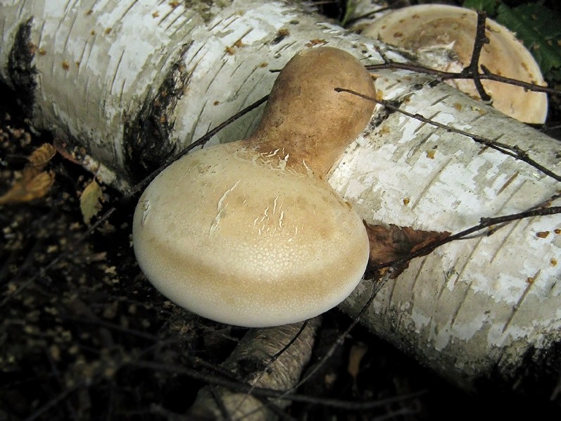 Pyptoporus-Eiche