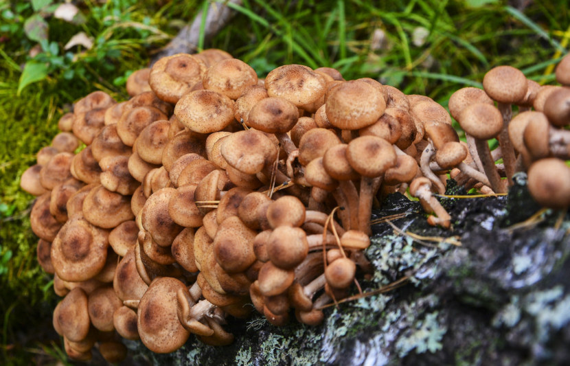 champignons miel