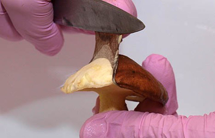 Butterpilze reinigen