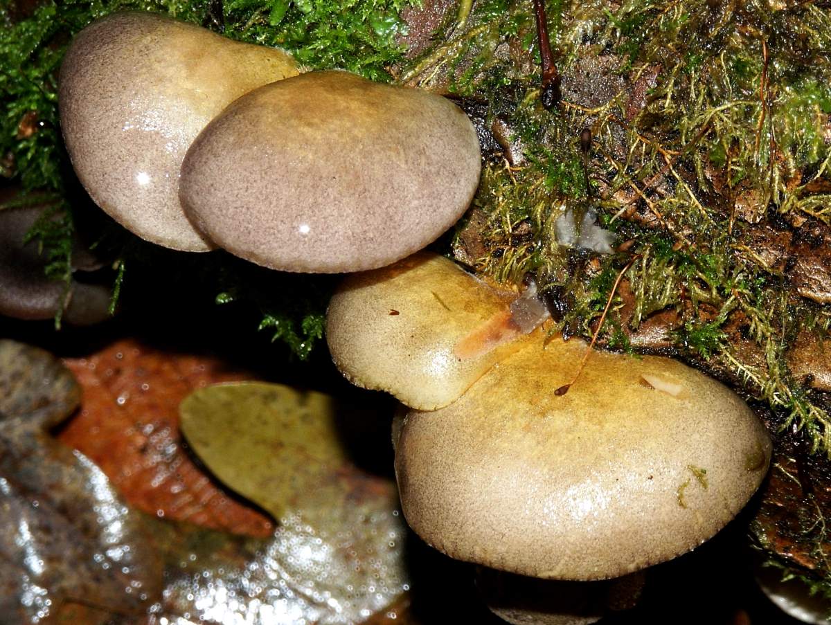 Austernpilz