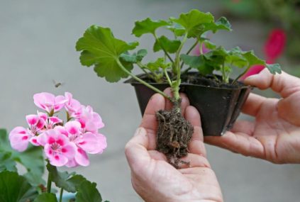 Propagation du géranium par bouturage
