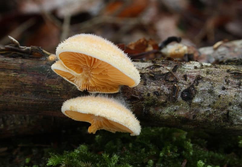Pleurote orange