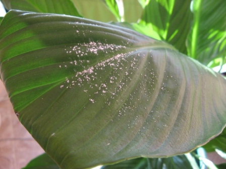 Cochenille farineuse