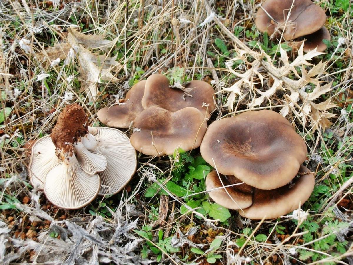 Pleurote des steppes