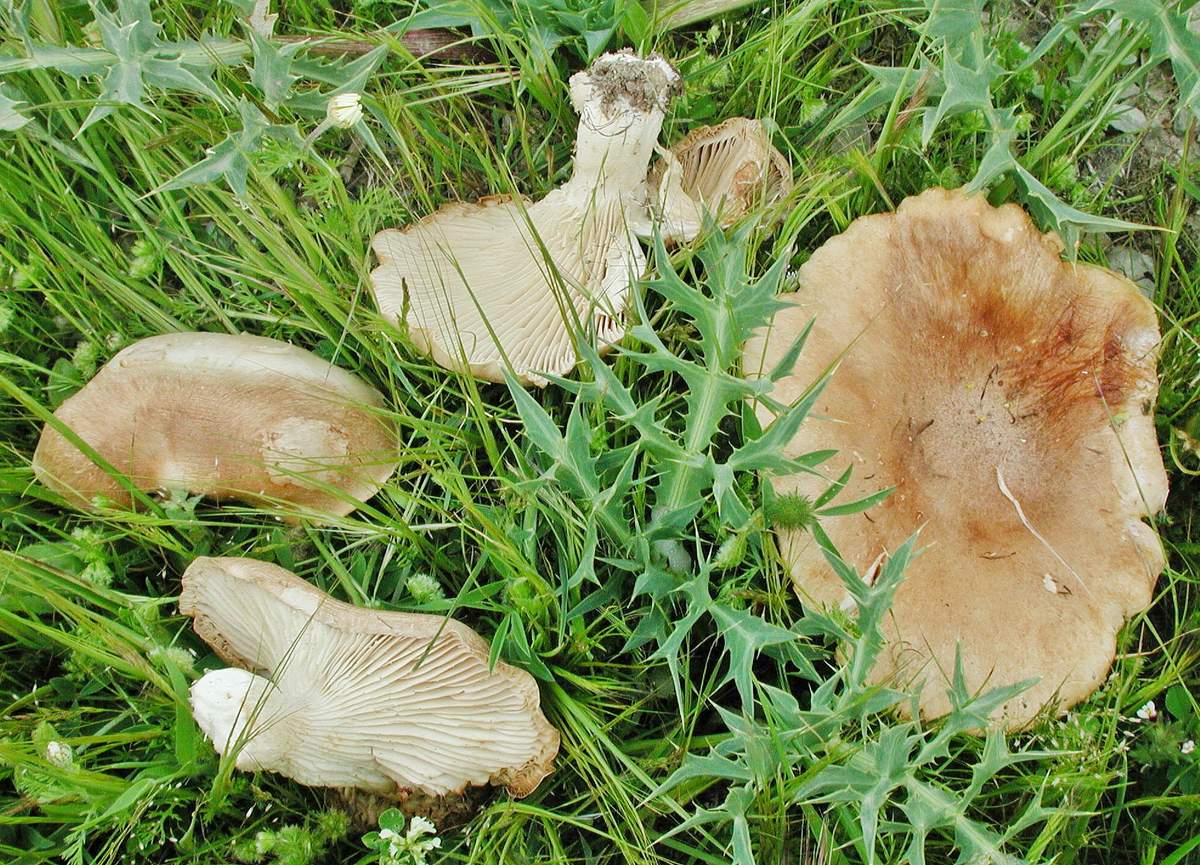 Pleurote des steppes