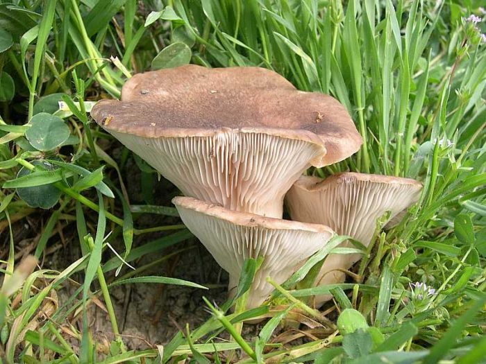 Pleurote des steppes