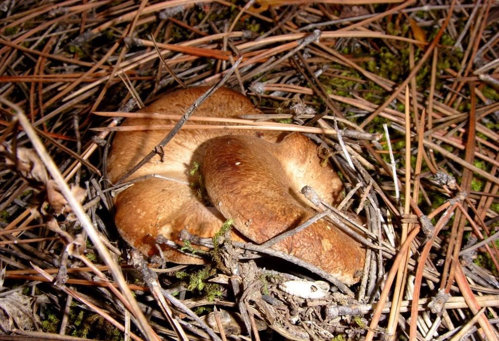 Champignons