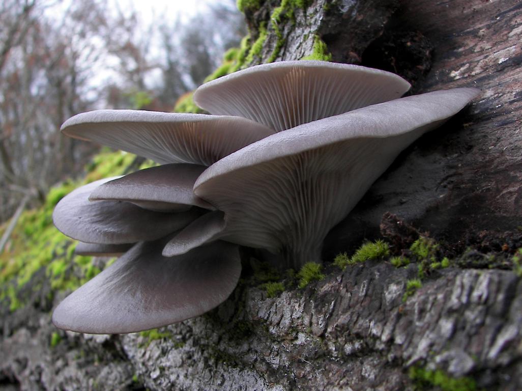 Pleurote
