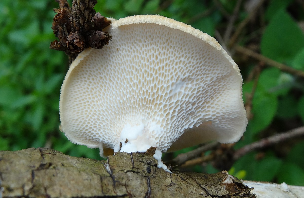 Wabenförmiger Polypor