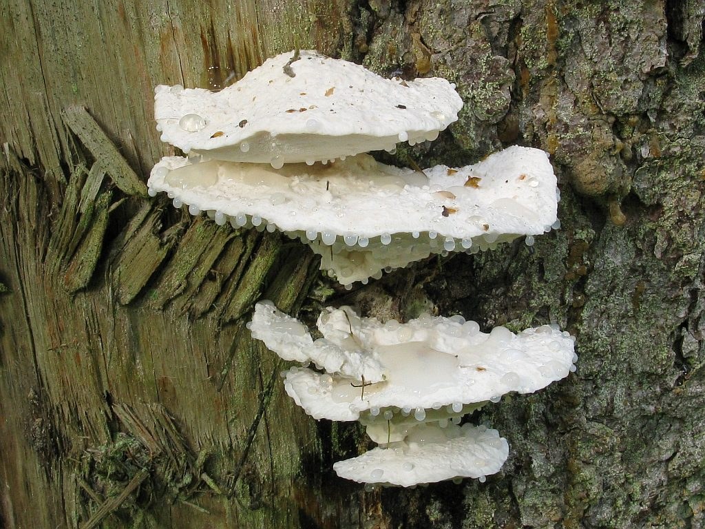 Adstringierende Postia
