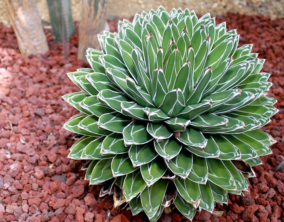Königin-Victoria-Agave
